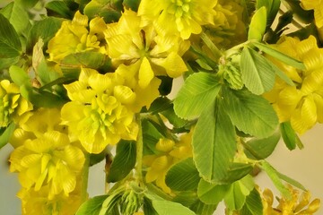 Obraz premium Super-macro view of Hop Trefoil (Trifolium campestre) in flower, South Australia