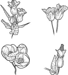 Set Flower hybrid abutilon (room maple) Sketch line art isolated on white background. Black and white drawing of a flower. Drawing by hand.