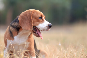 Portrait of a Beagle dog on the back yard with the warm beautiful sunset sky background in the...