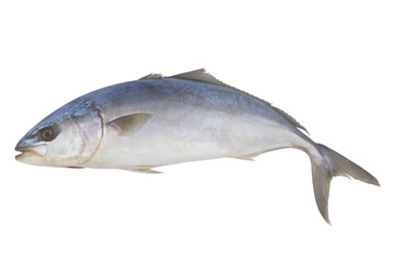 Fresh amberjack fish isolated on white background