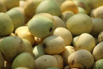 South African marula fruit from marula tree