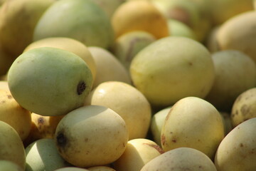South African marula fruit from marula tree