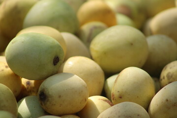 South African marula fruit from marula tree