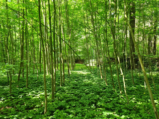 Fototapeta na wymiar Beautiful view into a dense green forest with bright sunlight casting deep shadow