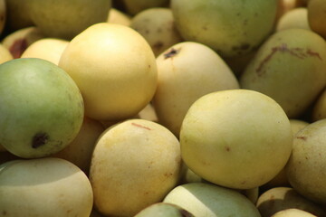 South African marula fruit from marula tree