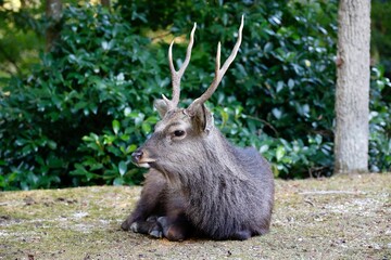 広島県宮島の野生の鹿