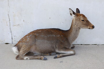 広島県宮島の野生の鹿