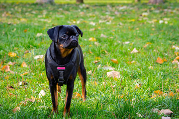 Petit Brabancon dog playing in the meadow