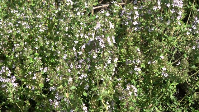 Blooming medical herb thyme background in summer wind