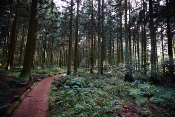footpath in the woods
