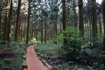 pathway through cedar forest