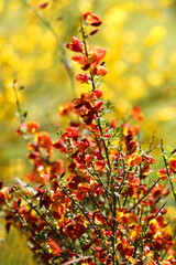 Cytisus scoparius spring blooming bush with red/ yellow blossom