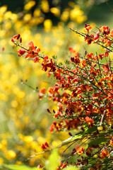 Cytisus scoparius spring blooming bush with red/ yellow blossom