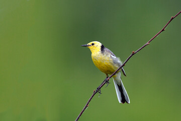 A citrine wagtail with prey in its beak sits on a branch.