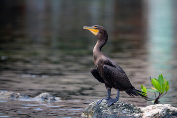 Cormorant close-up sits on a stone in the water