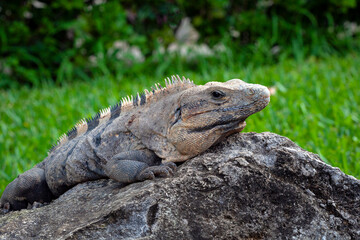 The iguana is a genus of herbivorous lizards. close-up portrait
