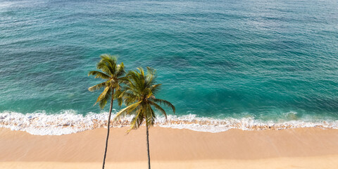 Aerial drone panoramic view of the paradise beach with two palm trees