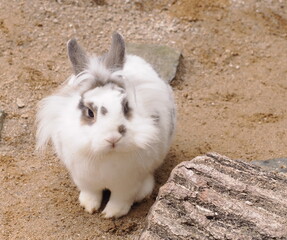 うさぎ