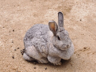 うさぎ