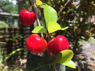 mini apples with beautiful colors that still hang on the tree