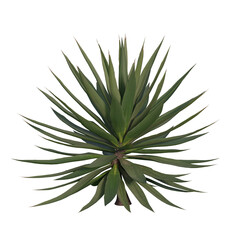 Agave plant on a transparent background. 3d rendering.