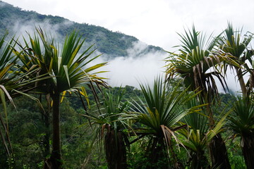 Fototapeta na wymiar palm trees in the morning fog on the tropical island of La Réunion, France