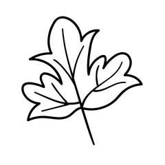 autumn foliage leaves summer