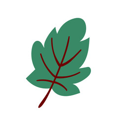 autumn foliage leaves summer