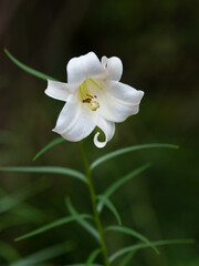 白いタカサゴユリ