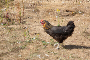 beautiful brown hen in chicken coop in hens house at home garden