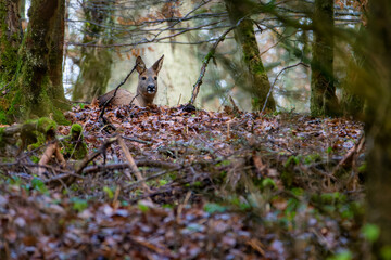 Deer in the forest. Deer in the woods