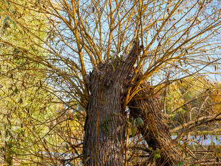 Tree broken in half over water after whirlwind