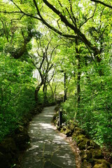 Fototapeta premium fresh green forest in the gleaming sunlight
