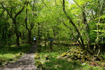 mossy rocks and old trees in the sunny forest
