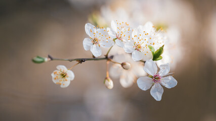 weiße blüten im Frühling an einem Ast