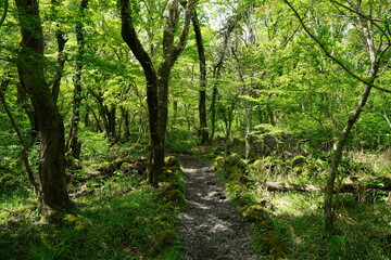 fascinating spring forest with path