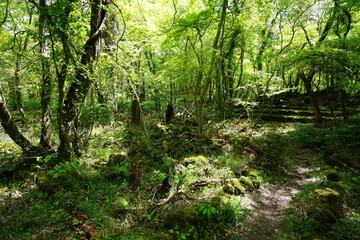 Fototapeta na wymiar old stairs in deep forest