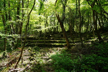 Obraz premium old stairs in deep forest