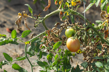 Brunch of green and red tomatoes veggie in organic greenhouse garden. Tomatoes growing and ripening on village farmland.