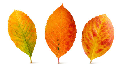 Three autumn leaves of chokeberry isolated on a white background, orange fallen leaf.