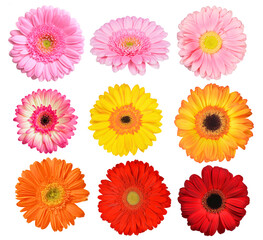 Collection colorful gerbera flowers isolated, PNG. - obrazy, fototapety, plakaty