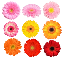 Foto auf Glas Collection colorful gerbera flowers isolated, PNG. © vencav