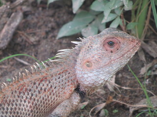 iguana lizard on the grass