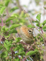 lizard on a tree, oriental garden lizard, close up of a lizard, iguana