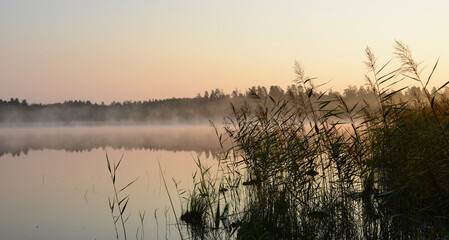 Beautiful nature landscape. Lake,  morning fog, river reeds, sunrise. Lake panorama, Dawn, Silhouette of a reed