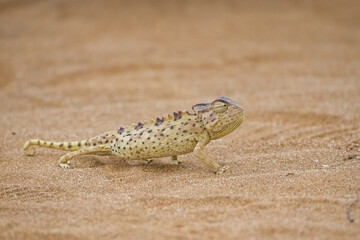 Namaqua Chameleon in the Namib desert.