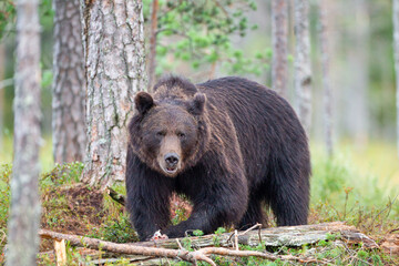 European Brown bear or Grizzly walks across the grasslands of Kuhmo Finland, Europe