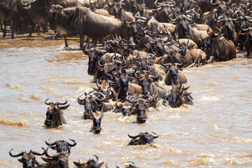Obraz premium Blue Wildebeest crossing the Mara River during the annual migration in Kenya 