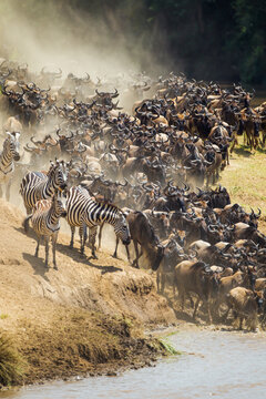 Blue Wildebeest crossing the Mara River during the annual migration in Kenya	