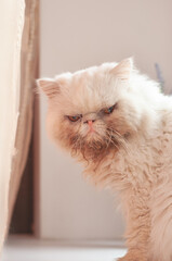 Portrait of a white Persian cat on the window.